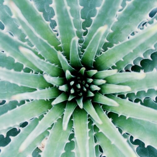 Photo Aloe vera