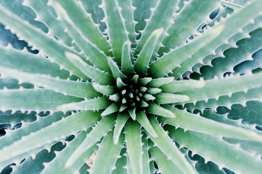 Photo Aloe vera