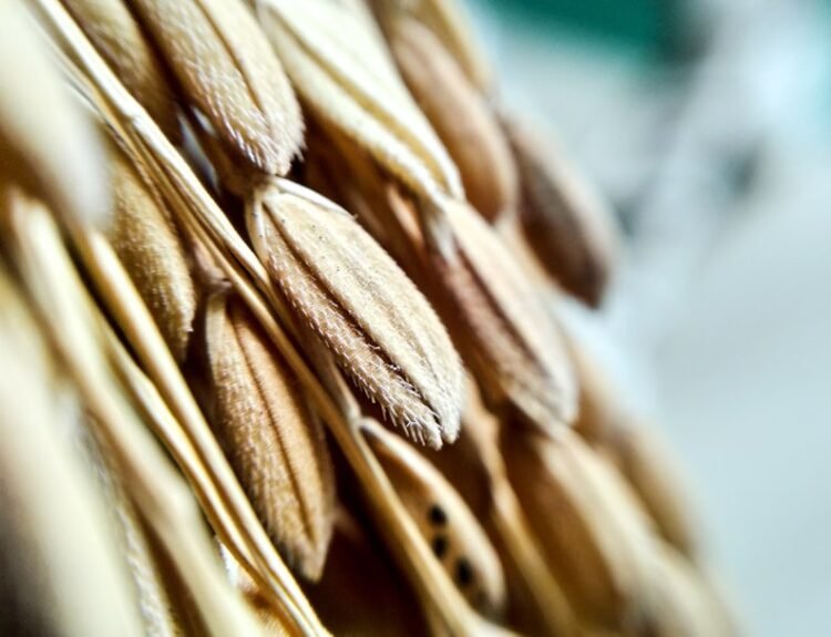 Photo Fiber-rich foods