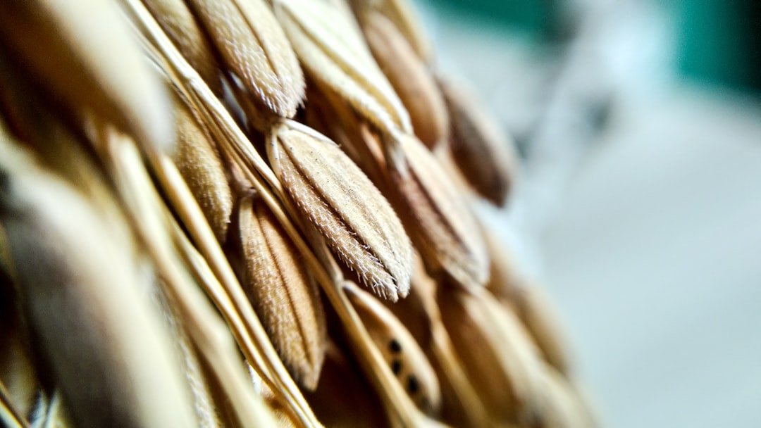 Photo Fiber-rich foods